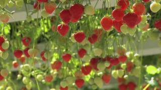 Vershuyscom Versflits De lekkerste en zoetste aardbeien uit Belfeld van Marcel Dings Brookberries [upl. by Bartolome]