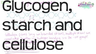 α and β–glucose polysaccharides glycogen starch and cellulose  Revision for Biology ALevel or IB [upl. by Ardys]