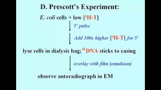 Prescott Experiment [upl. by Etyak400]