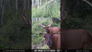 Best Trail Camera Footage We Captured This Week [upl. by Nnylhtak]