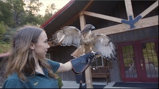 Wildlife Rehabilitation at LeesMcRae [upl. by Alehcim52]