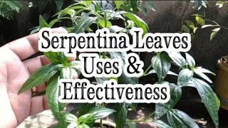 Serpentina Leaves  Uses  Benefits  Repotting Serpentina [upl. by Teloiv]