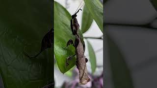 Phyllocrania paradoxa male ZZ the Ghost mantis [upl. by Yeliah]