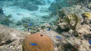 Looe Key Reef dive video Florida Keys [upl. by Haramat]