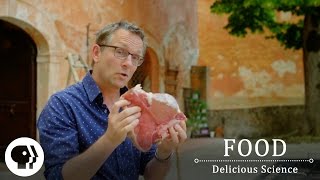 FOOD  DELICIOUS SCIENCE  The Maillard Reaction The Science Of The Sizzle  Clip  PBS Food [upl. by Zaremski]