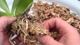 ORCHID CARE Repotting a Phalaenopsis Orchid With Keiki  How to repot an Orchid Ravenvision orchid [upl. by Aehtrod804]