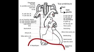 APPAREIL CARDIOVASCULAIRE 1 [upl. by Audre]