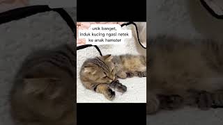 Kucing ngasi netek ke hamster cat cute catlover animals [upl. by Nallad]