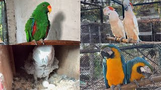 Macaw Parrot Breeding Season  Macaw Parrots All Breeds  Gala Cockatoo Amazon Parrot African Grey [upl. by Nebe]