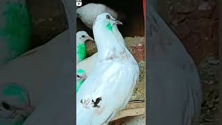 khun duliya jo sada viralvideo pigeon kabootar [upl. by Nivloc]