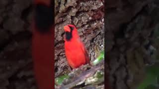 Red Cardinal singing to alert females he is ready for courtshipflorida natureangelsbirds [upl. by Kurtz]