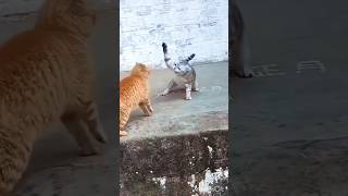 cat righting reflexAmazing Facts Cats Part1005 [upl. by Ninel]