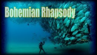 Fish Tornado Singing Bohemian Rhapsody [upl. by Kayne]