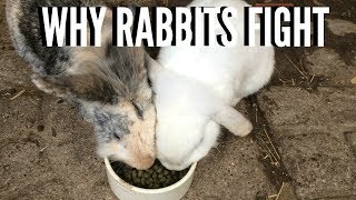 WHY DO RABBITS FIGHT  Furry Friends [upl. by Vedis]