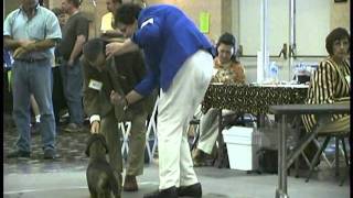 GCH Js Starbarracks Babybugs Devil Wins BOS [upl. by Ynnhoj737]