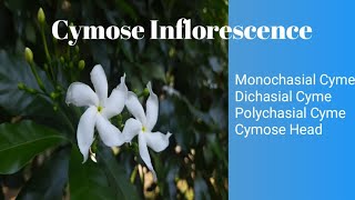 Cymose Inflorescence and its types MonochasialcymeDichasial polychasialCymoseheadcymose [upl. by Gerstein]