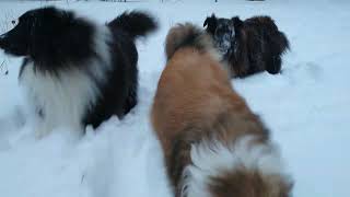 Shelties Love Snow [upl. by Ellener]