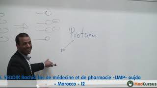 Lhémostase primaire  Partie 2  Pr SEDDIK Rachid fac de médecine oujda Morocco [upl. by Jensen47]