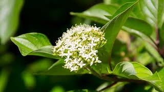 Cornus sericea  redosier dogwood [upl. by Demy424]