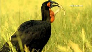 Hornbill VS venomous snake [upl. by Vincenta]