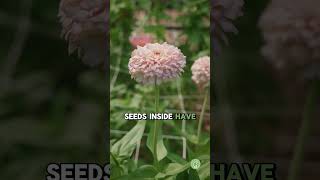 How to Save Zinnia Seeds [upl. by Aeikan270]