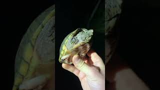 Cute Musk Turtle Caught in Creek [upl. by Krever]