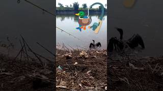 Duck hunting  fishing  viral short short [upl. by Hnirt428]