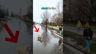 Little boy helps dog stucked in water [upl. by Pacificia]