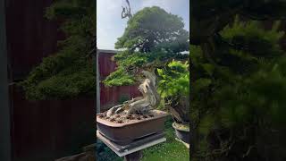 An absolutely stunning Itoigawa Juniper bonsai basking in the sunshine on Saturday bonsai juniper [upl. by Iddet]