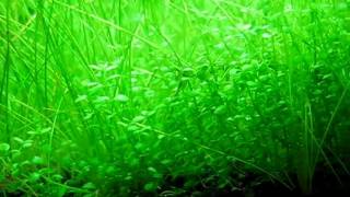 Hemianthus callitrichoides Cuba and dwarf hairgrass in my shrimp tank [upl. by Ras943]