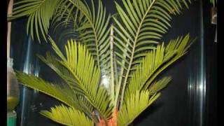 Cycas revoluta [upl. by Lehman]