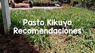 Pasto Kikuyo l Cuidados y recomendaciones [upl. by Gaillard]