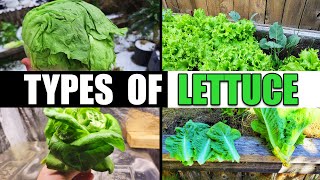 The 4 Types Of Lettuce  Garden Quickie Episode 121 [upl. by Hatokad841]