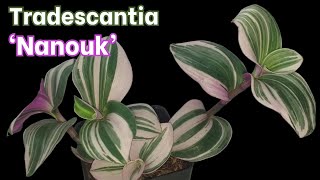 Tradescantia Nanouk Introduction and Growing Tips [upl. by Atahs]