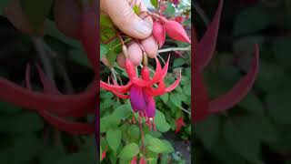 fuschia flowers [upl. by Naut594]