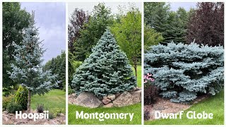 Colorado Blue Spruce Three Different Looks  Same Great Blue [upl. by Elehcar994]