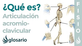 Articulación ACROMIOCLAVICULAR  Qué es ubicación partes movimientos y lesiones [upl. by Lladnarc]