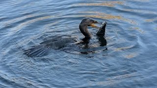 Kormoran auf der Jagd [upl. by Eleumas]