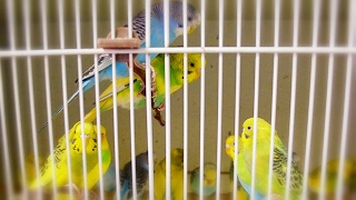 Budgie  Parakeet Sounds  Singing flock in Pet Store [upl. by Alberik995]