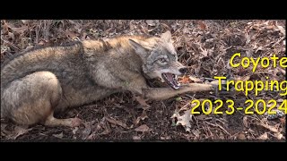 Coyote Trapping 20232024 trapping Season Must See Catches [upl. by Nonnaihr]