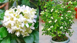 This is the best way to grow amp care for Orange Jasmine [upl. by Anagrom]