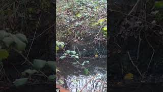 a Wild Red Fox up close to my camera [upl. by Yorgen]