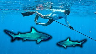 Spearfishing Shark Infested Waters  The Bahamas [upl. by Nosna]