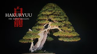 The Legacy of The White Dragon  A 500 Year Old Juniper Bonsai in Osaka Japan  Tree Files [upl. by Venus]