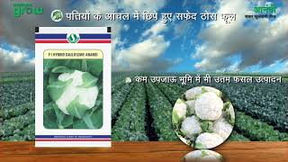 Mahyco  Anandiआनंदी Hybrid Cauliflower Sungro Seeds [upl. by Releyks]