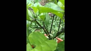 2015 Carolina Reaper Plant 2ND UPDATE Its Flowering [upl. by Hellene]