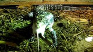 Tegu eats mouse [upl. by Tolliver173]