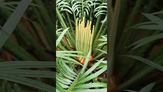 Cycas flower plants cycas short video [upl. by Ffilc]