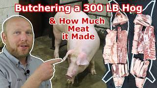 Watch us Butcher a 300 LB Hog See The Cuts it Made and Find out the total Meat Yield [upl. by Chesna455]