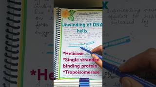 Unwinding of DNA helix  DNA replication helicase and unwinding shorts unwind dna replication [upl. by Rovert]